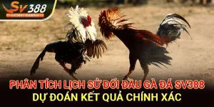 Phân tích lịch sử đối đầu gà đá sv388