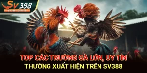 Top Các Trường Gà Lớn, Uy Tín Thường Xuất Hiện Trên SV388